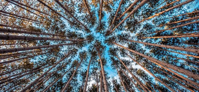 Ökonomisch führen: Evolutionäres Wachstum durch gute Strategien