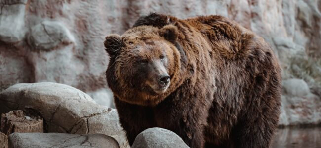 Tiere in der Finanzwelt