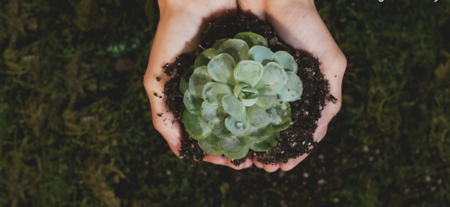 Nachhaltigkeit: So setzt Invesdor ESG, SDGs und Co um