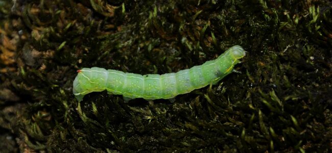 Kreislaufwirtschaft: Wenn Lebensmittelabfälle zu Protein werden